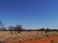 Burnt trees in the West Mcdonnell ranges