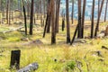 Burnt Trees in Wyoming Royalty Free Stock Photo