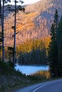 Burnt trees in Yellowstone