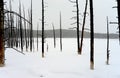 Burnt Trees Yellowstone Winter Snow