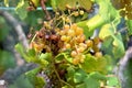 Burnt white wine grapes, unpicked