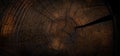 Burnt wood texture background. tree cross section. banner Royalty Free Stock Photo