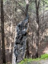 Burnt wood texture a piece of pine that turned into black coal after a dangerous forest fire Royalty Free Stock Photo