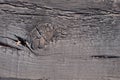 Burnt wooden plank background, texture of burnt fibers and knot of wood.
