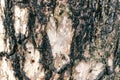 Burned tree bark. Wood texture. Black surface