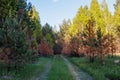 Burnt young pines during bottom fire. Spring Forest