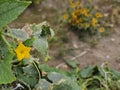 Burpless cucumber flower background