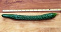 Burpless Cucumber with Tape Measure