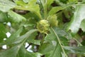 Burr Oak aka Quercus macrocarpa Acorns Ripening Royalty Free Stock Photo