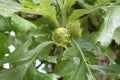 Burr Oak aka Quercus macrocarpa Acorns Ripening