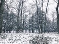 Burr pond state park woods winter view Royalty Free Stock Photo