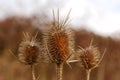 Burr of Teasel Comb (Dispacus sylvestris) Royalty Free Stock Photo