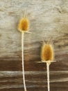 Burr of Teasel Comb (Dispacus sylvestris) Royalty Free Stock Photo