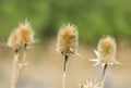 Burr of Teasel Comb (Dispacus sylvestris) Royalty Free Stock Photo