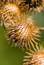 Burr Weed Royalty Free Stock Photo