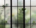 Burred monstera leaves with frosted glass of window cafe Royalty Free Stock Photo