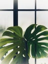 Burred monstera leaves with frosted glass of window cafe Royalty Free Stock Photo