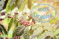 Burred organic coffee background . Royalty Free Stock Photo