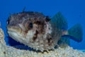 Burred Puffer fish Diodon hystrix Royalty Free Stock Photo