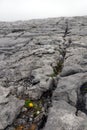 The burren