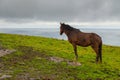 Burren Way, coastal path leading to Cliffs Moher, Ireland