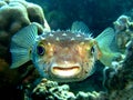 Burrfish Royalty Free Stock Photo