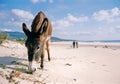 burro on the beach andalucia spain Royalty Free Stock Photo