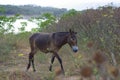 Burro. Pets. The donkey is grazed.