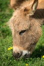 Burro Portrait