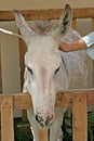 The burro in a stall