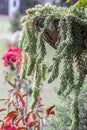 Burro Tail Sedum