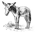 Burro, vintage illustration