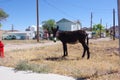 Black burro walking along the road in Beatty, Nevada. Royalty Free Stock Photo