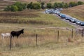 Burros (Donkeys) watch Annual Custer State Park Buffalo Roundup