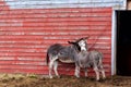 Burros On A Farm In Western Canada Royalty Free Stock Photo