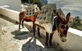 Burros laden with concrete blocks Royalty Free Stock Photo