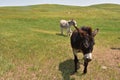 Pair of Wild Burros Ambling Across a Field Royalty Free Stock Photo
