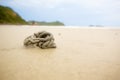 burrow of ghost crab on sand beach. art architecture from nature live. crabs hole and sand ball. natural art on sea beach. Royalty Free Stock Photo