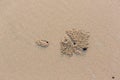 Burrow of ghost crab on sand beach. art architecture from nature live. crabs hole and sand ball. natural art on sea beach. image f Royalty Free Stock Photo