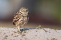 Burrowin Owl Royalty Free Stock Photo