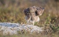 Burrowin Owl Royalty Free Stock Photo