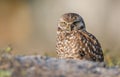 Burrowin Owl Royalty Free Stock Photo