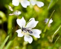Burrowing Bee, Genus Andrena, on Meadowfoam, Limna