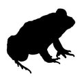 Burrowing Frog, Heleioporus, Silhouette, Australia, Isolated On White