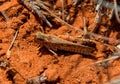 Burrowing Grasshopper Royalty Free Stock Photo