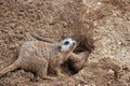 Burrowing Meerkat Mongoose