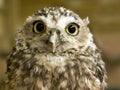 Burrowing Owl Royalty Free Stock Photo