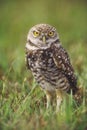 Burrowing Owl Royalty Free Stock Photo