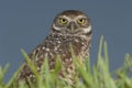 Burrowing Owl Royalty Free Stock Photo