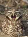 Burrowing Owl Royalty Free Stock Photo